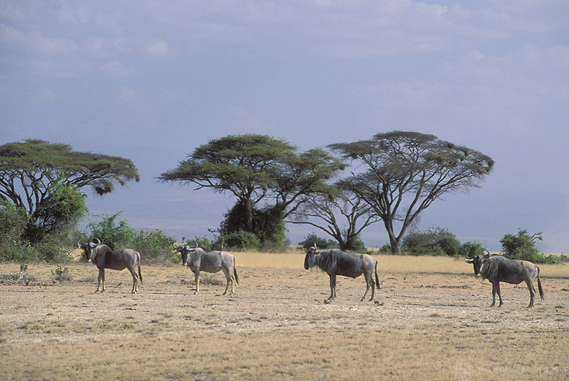 Kenya. Photo: Curt Carnemark / World Bank     Photo ID: KE030S16 World Bank
