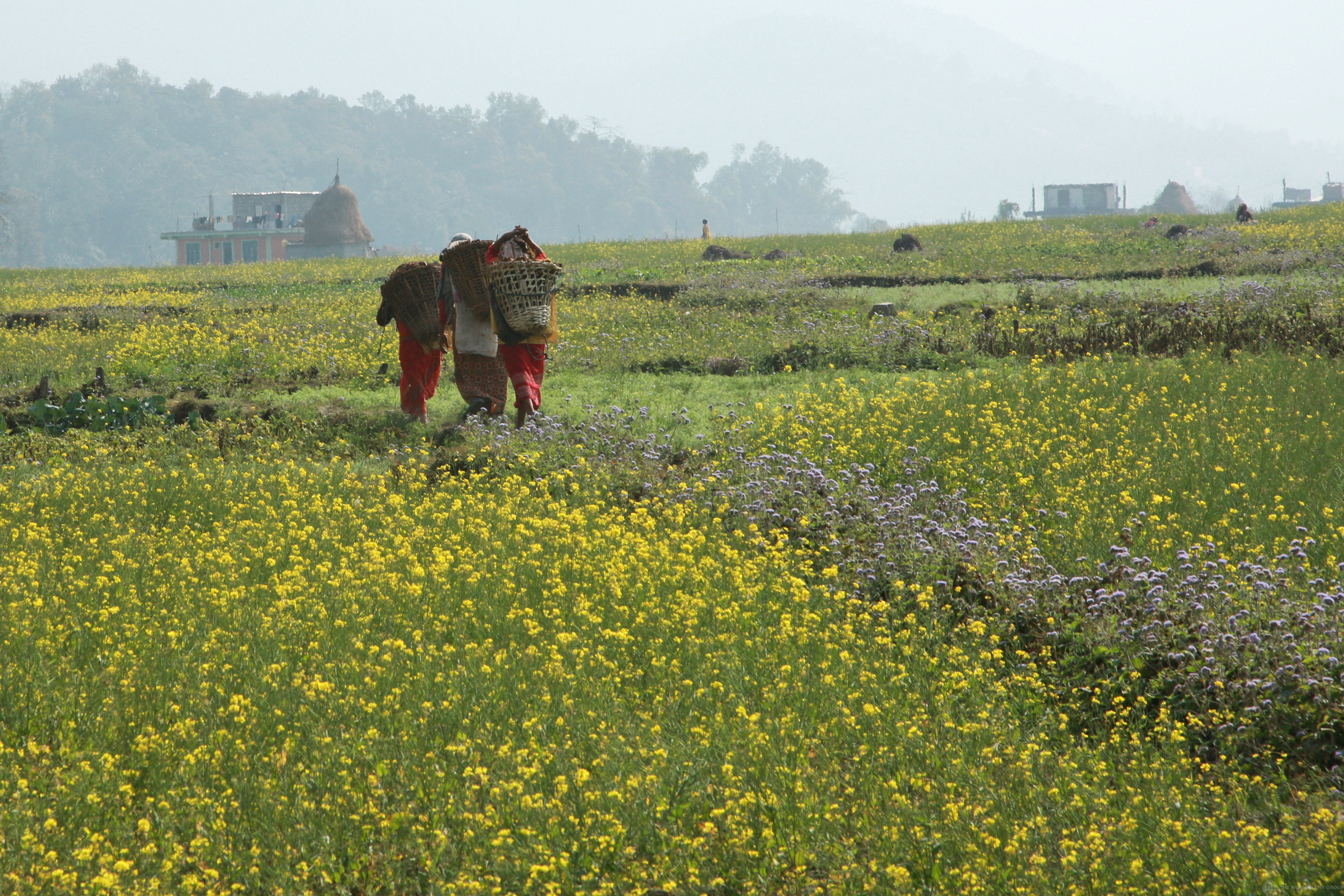 Women carry bundles through field in Kaski, Nepal Kaski, Nepal. Photo: Simone D. McCourtie / World Bank