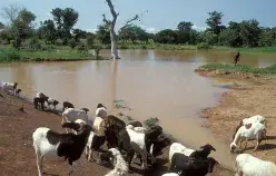 Cattle drinking water from river. Ghana. Photo: © Curt Carnemark / World Bank
