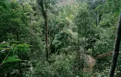 Forest. Indonesia. Photo: © Curt Carnemark / World Bank