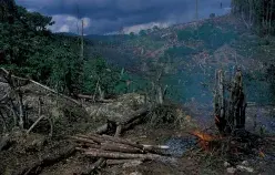 Tree stumps. Indonesia. Photo: © Curt Carnemark / World Bank     Photo ID: ID081S12 World Bank