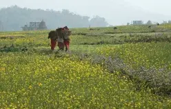 Women carry bundles through field in Kaski, Nepal Kaski, Nepal. Photo: Simone D. McCourtie / World Bank