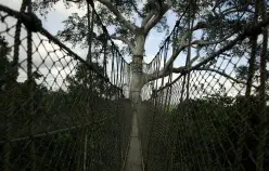 A canopy walk at Kakum National Forest  Photo: by Jonathan Ernst / World Bank