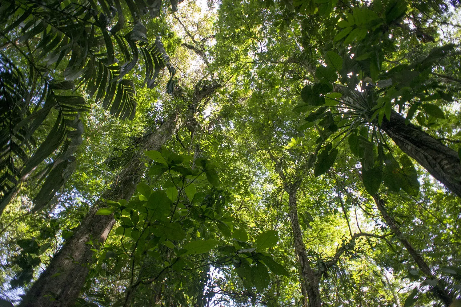 Costa Rica signs agreement to reduce emissions, conserve forests 