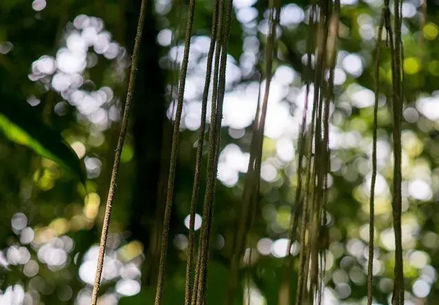 Togo greenlights its national REDD+ strategy 