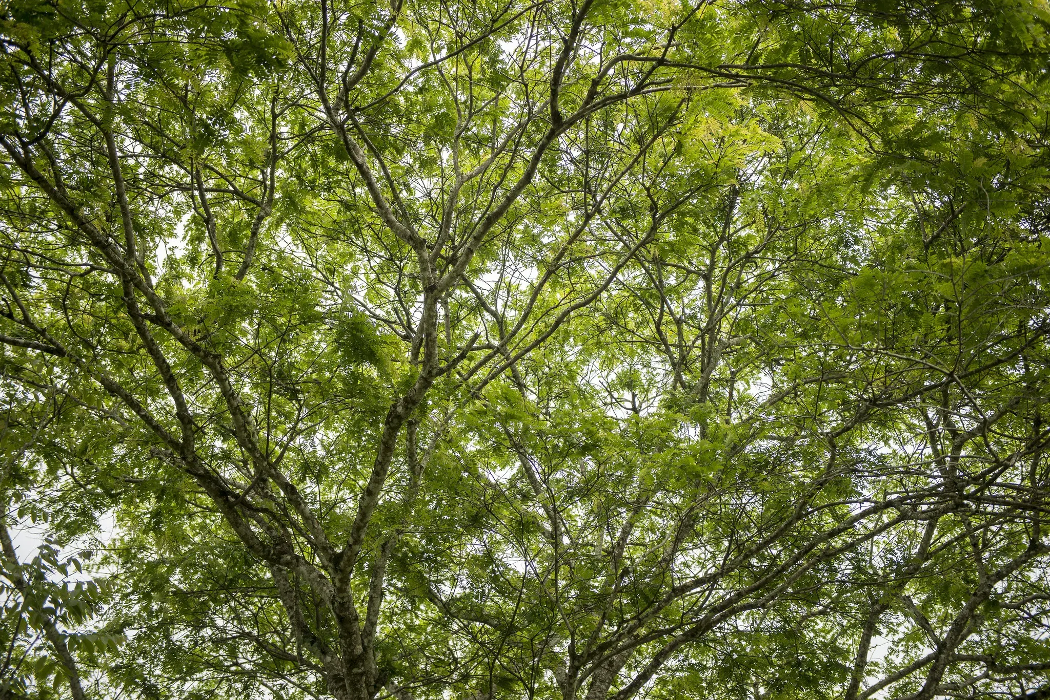 Understanding forest dependency in Liberia