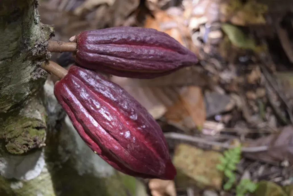 Dominican Republic boosts shade-grown cocoa production 