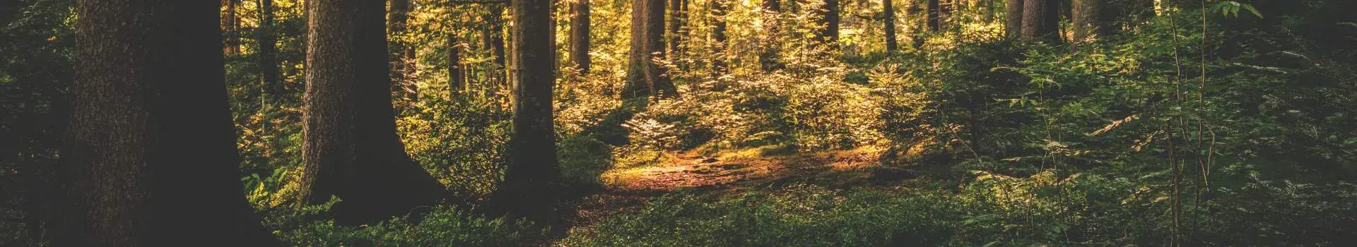 REDD+ Opportunity Costs Training Manual