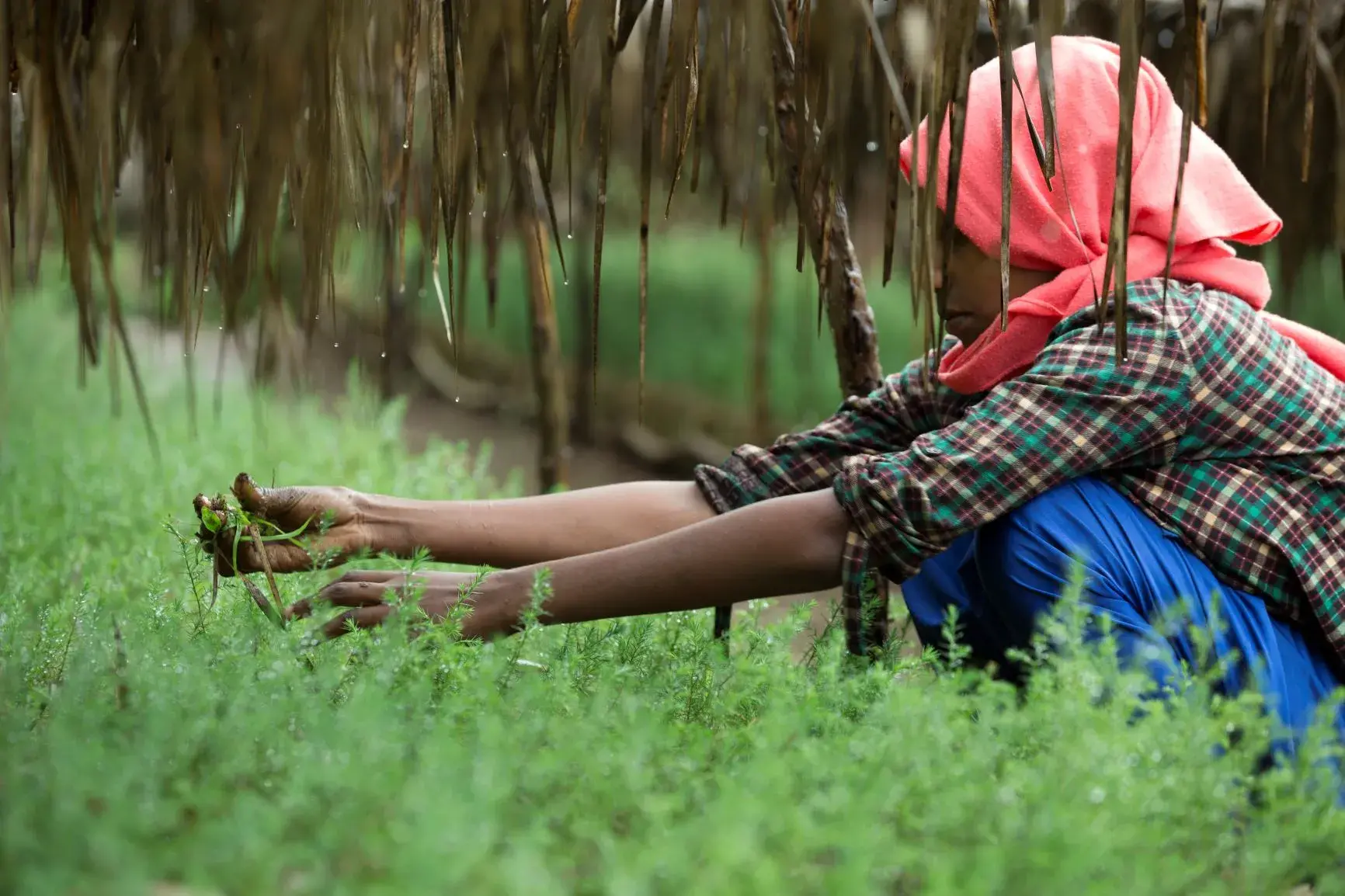 Reaping the rewards of sustainable land use