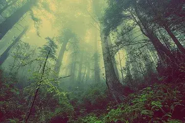 Carbon Fund Twentieth Meeting (CF20)