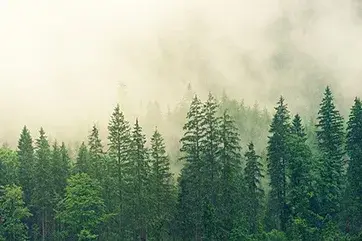 Carbon Fund Twenty-first Meeting (CF21)