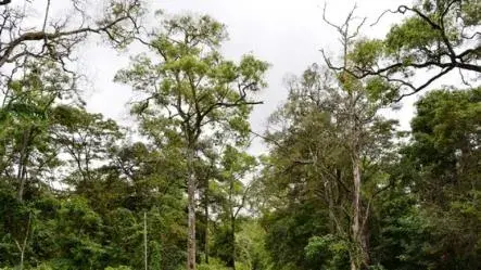 The Forests and Climate Change Link