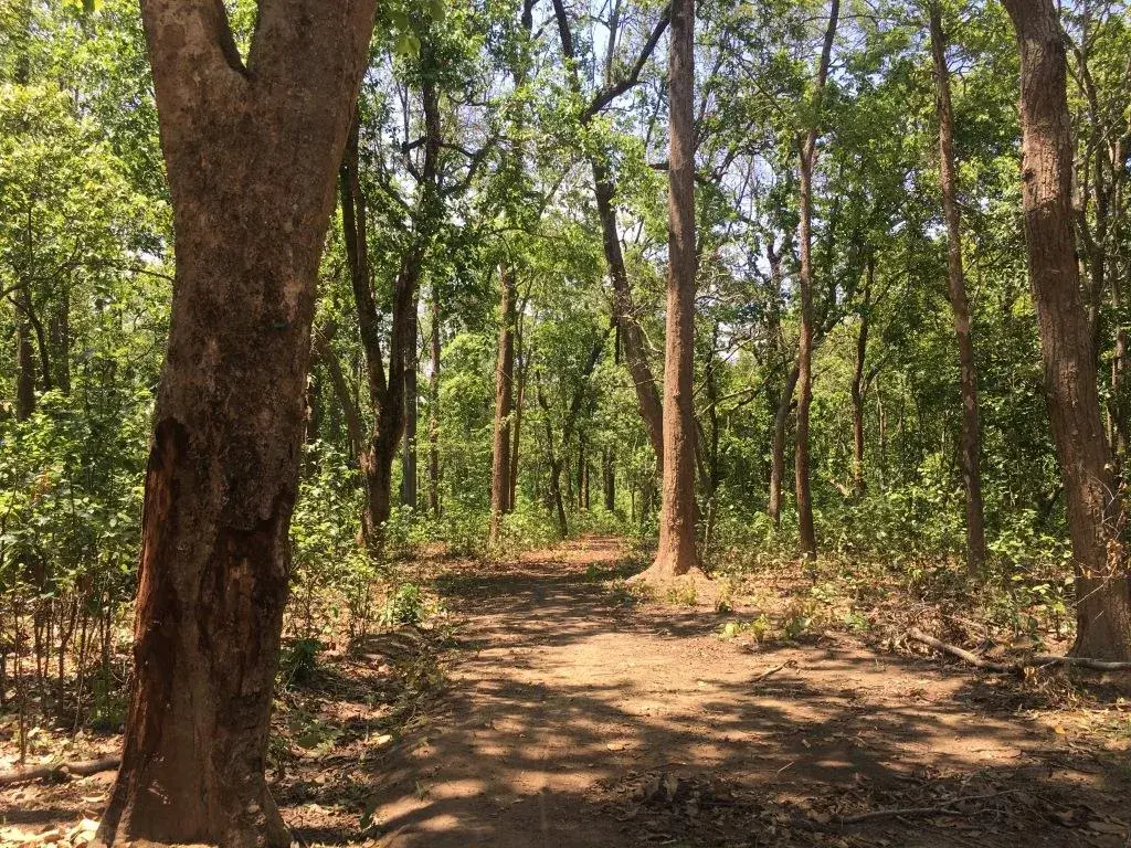 Sudan’s REDD+ work strengthens social cohesion needed for peacebuilding