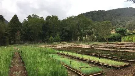 Communities-Managed Forests in Ethiopia