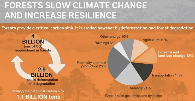 Forests as Key to Climate, Water, Health, and Livelihoods