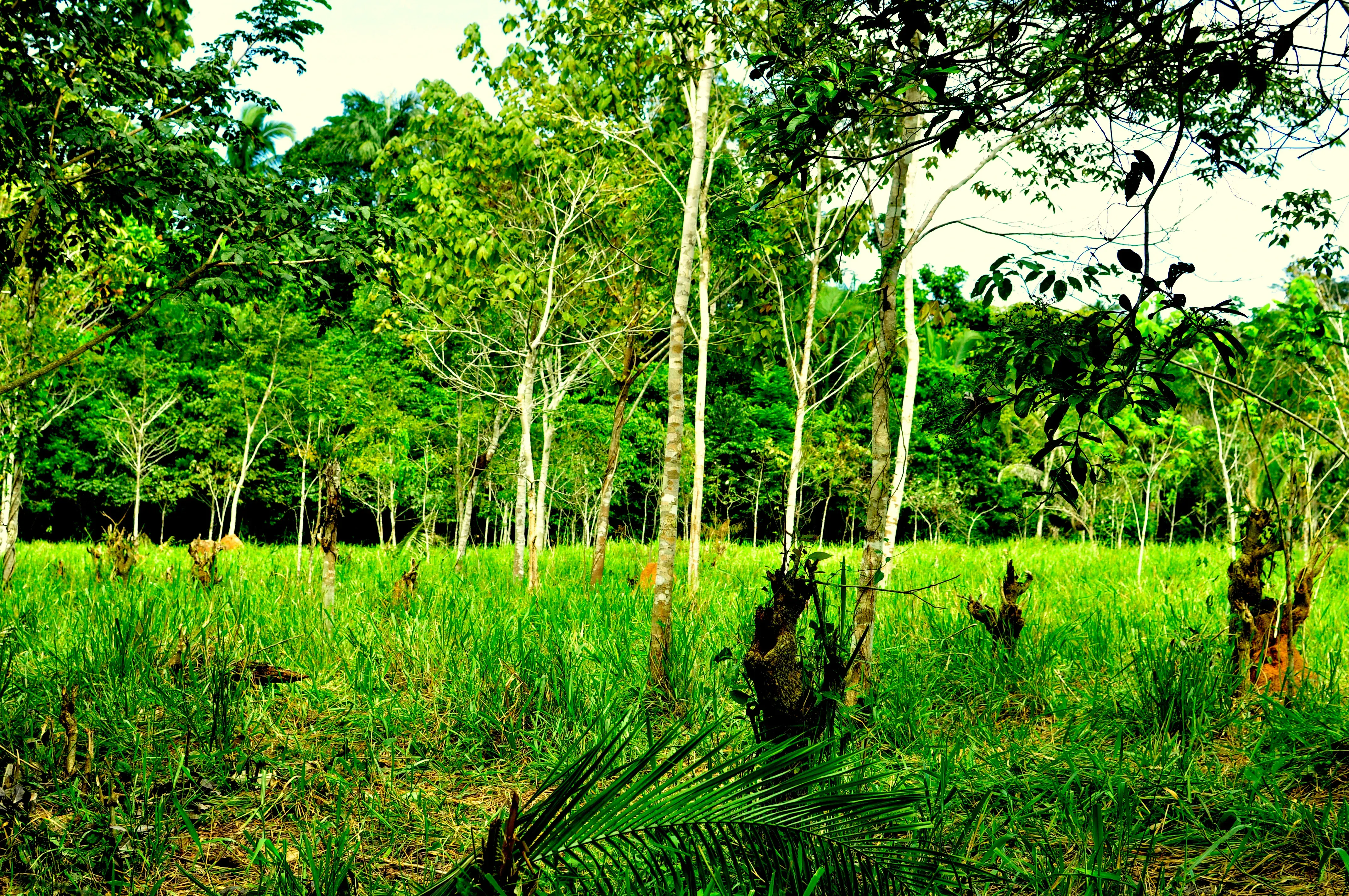 Forest Governance Assessment