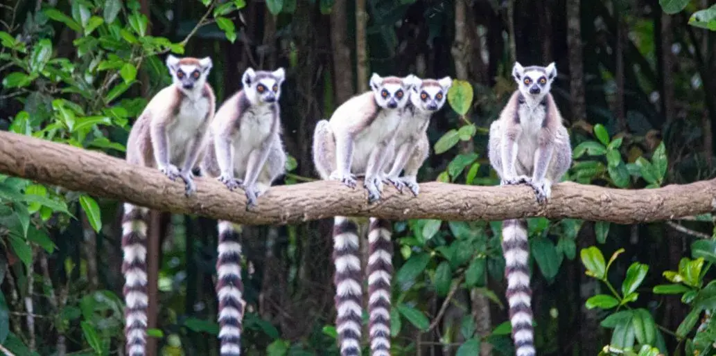 Madagascar Signs Landmark Agreement with the World Bank to Reduce Poverty, Deforestation and Carbon Emissions