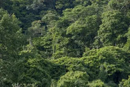 Forest Monitoring Guidance & Training Materials