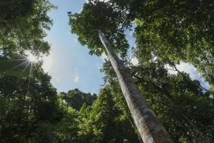 Forests Matter for Addressing Climate Change