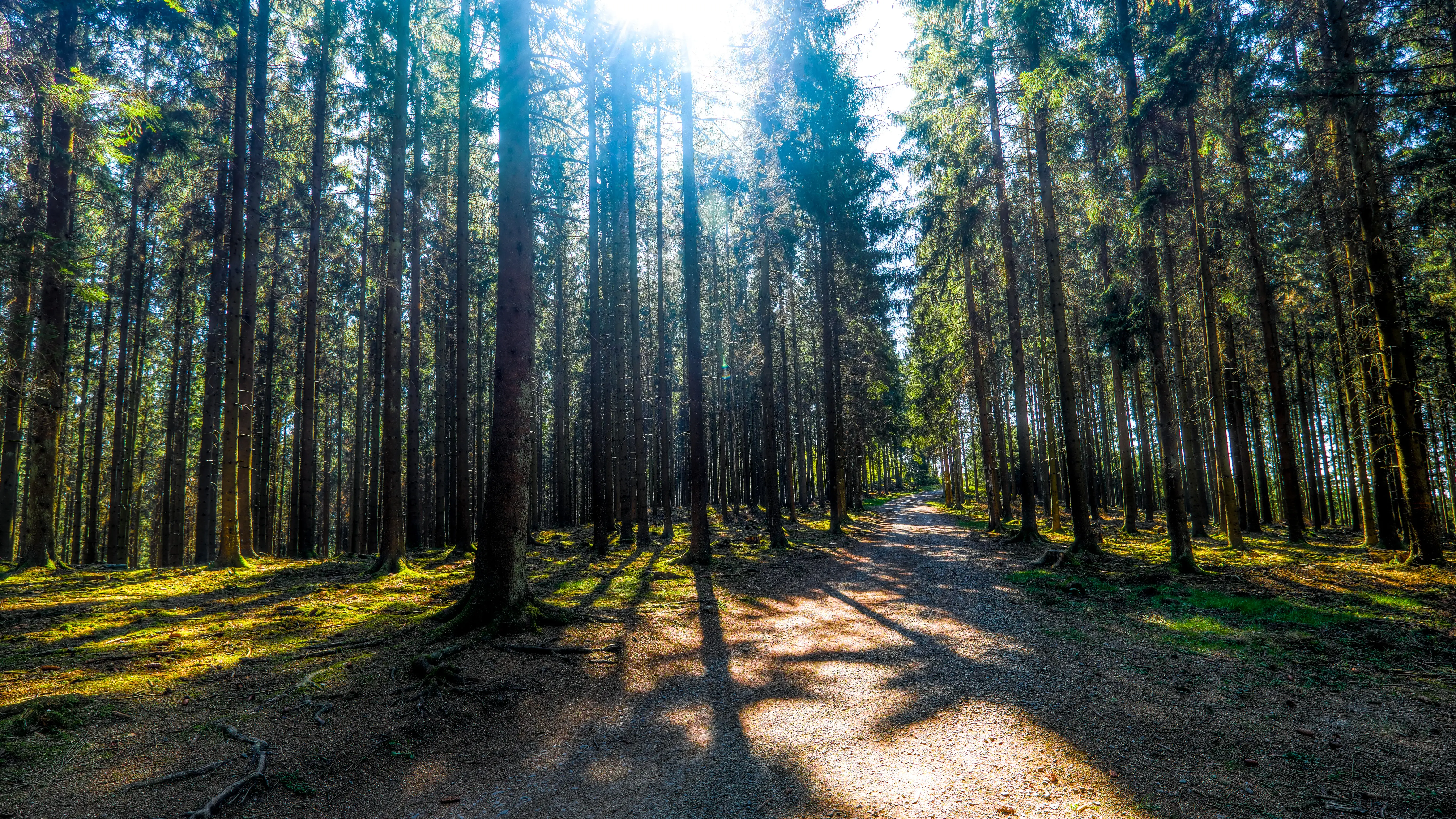 Forest Conservation & Climate Protection