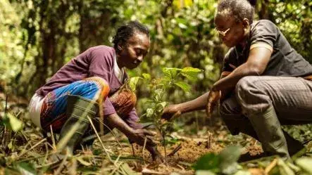 Sustainable Guitars & Cameroon’s Forests 