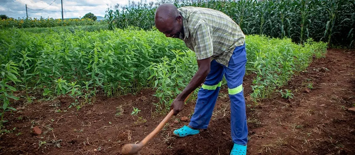 Getting incentives right on forest protection