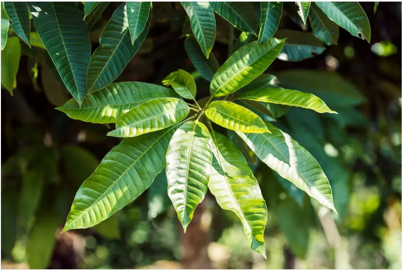 Milestone agreement signed with Vietnam 