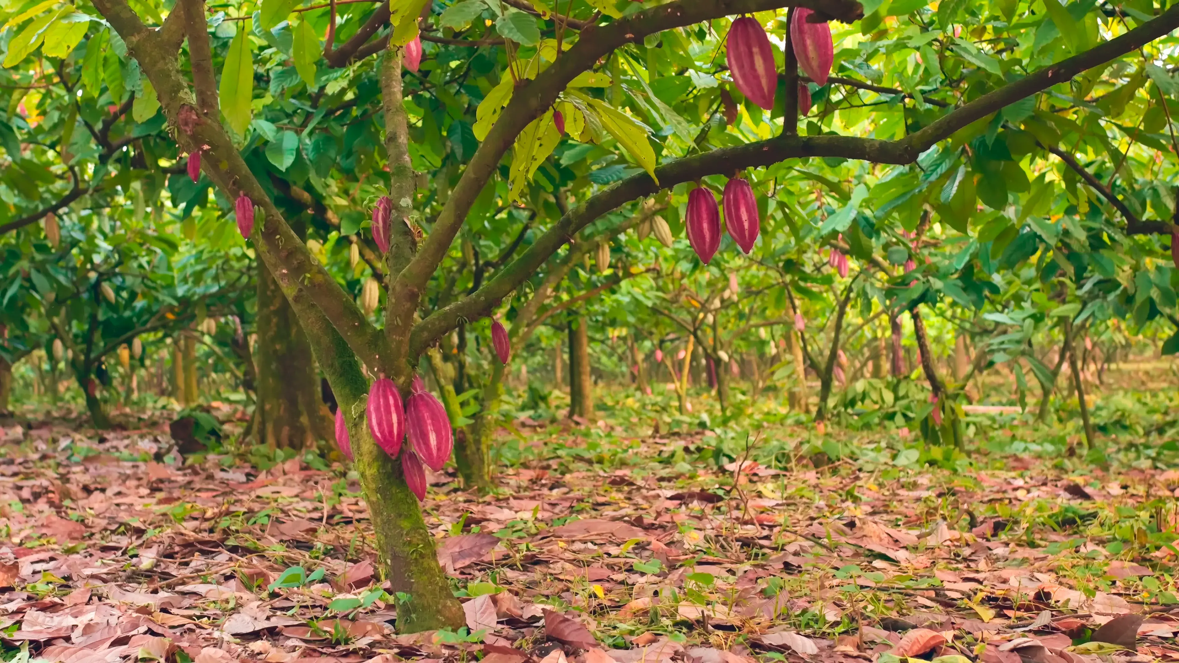 How Forest Carbon Credits Boost Resilient Livelihoods