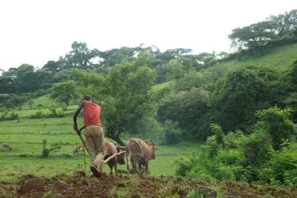 The World Bank launches Sustainable Agricultural Banking Program in Africa