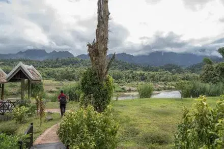 Optimism about Forests 