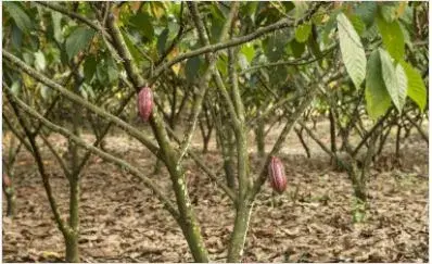 The Cocoa & Forest Knowledge Exchange program 