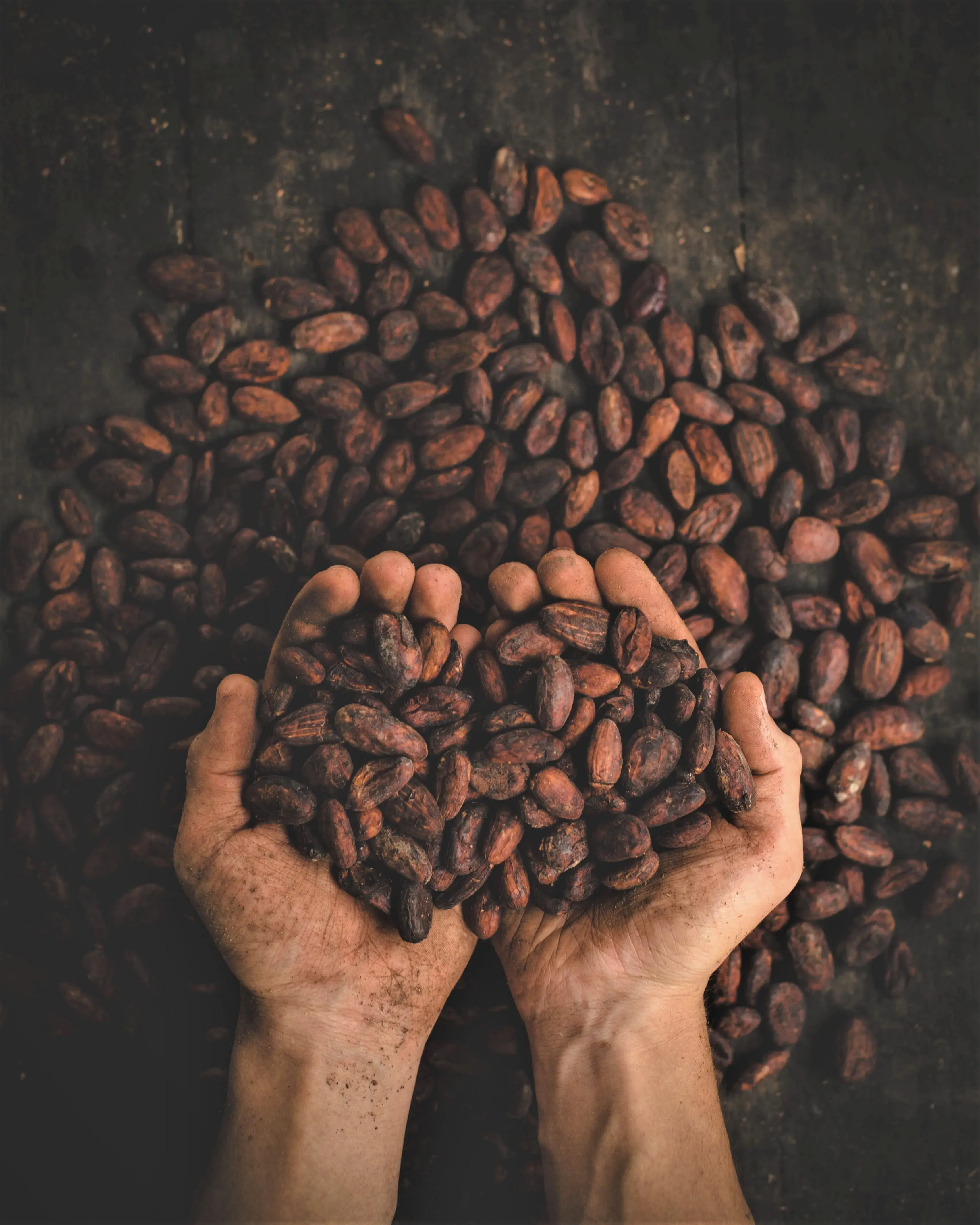 Cocoa farmers in West Africa and Latin America collaborate on sustainable agroforestry