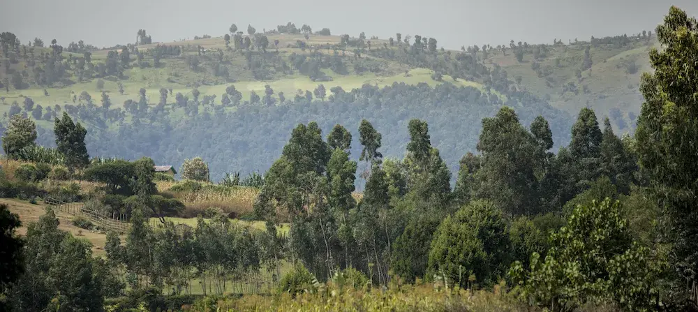 Accessible & Accurate Forest Monitoring