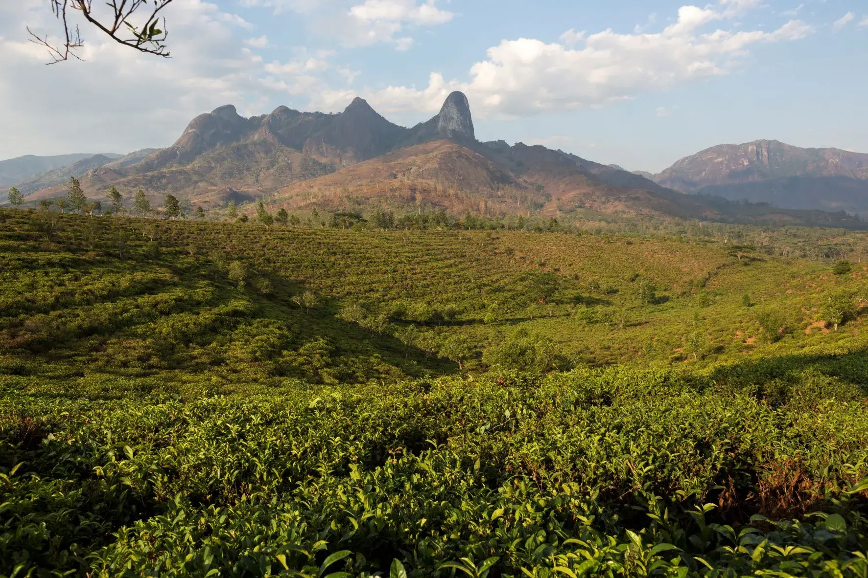 Results-based climate finance boosts sustainable forest conservation in Mozambique