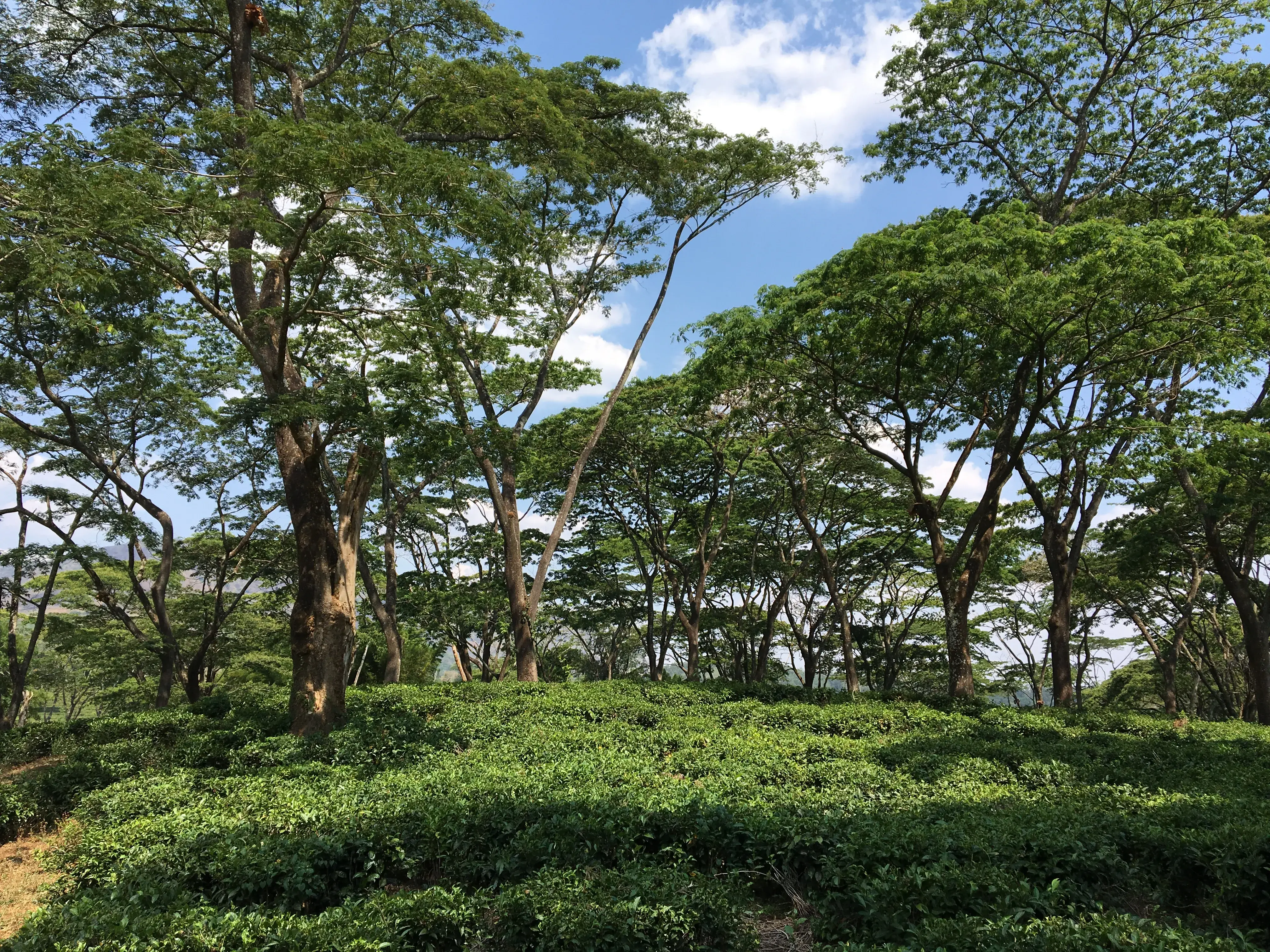 Mozambique Becomes First Country To Receive Emission Reductions Payments From Forest Carbon Partnership Facility