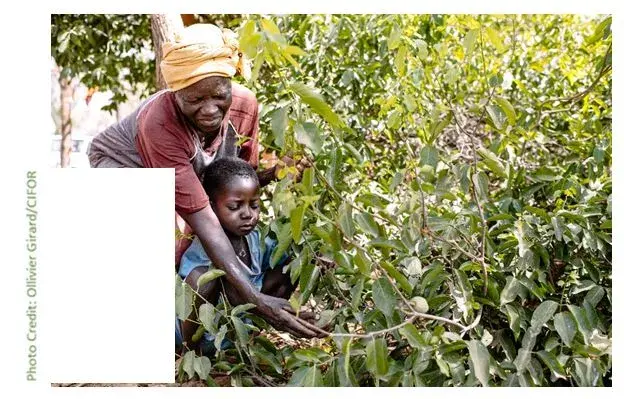 WEBINAR: Women’s Land Rights and Access to Results-Based Climate Finance in REDD+ Programs