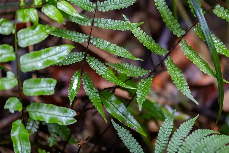 linhpham_wb_vietnam_erpa_DSCF2929 (1)