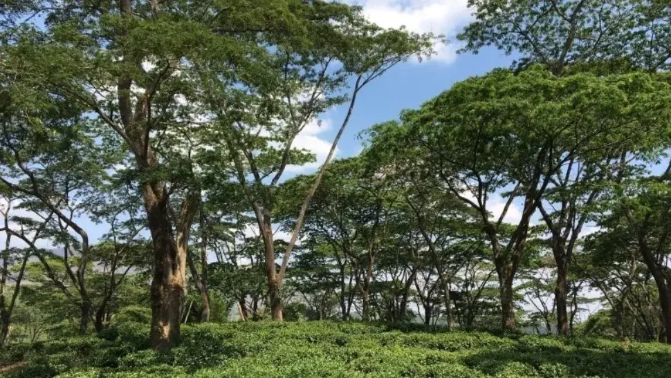 Healthy Forests Are Fertile Ground for Carbon Markets