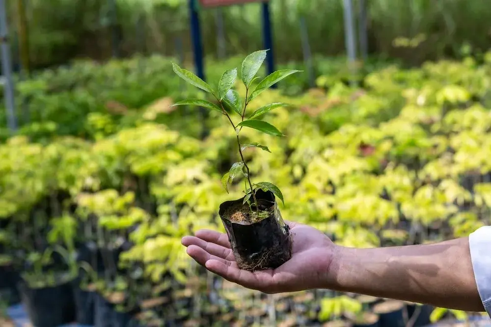 Plants are taken care of in a nursery in May 2024 in Bach Ma National Park, Thua Thien Hue Province, Vietnam. Linh Pham / World Bank 