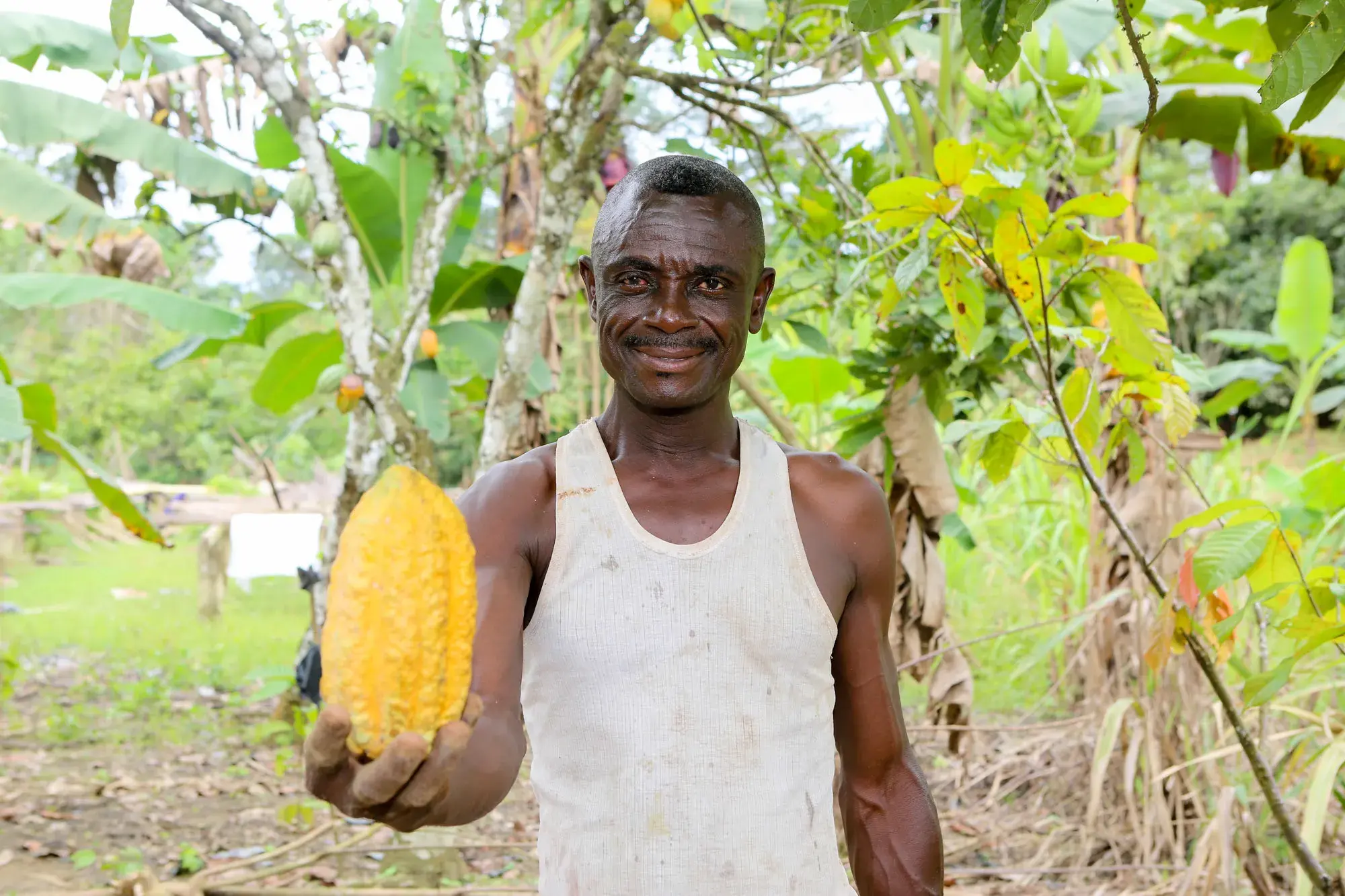 In Ghana, Sustainable Cocoa-Forest Practices Yield Carbon Credits