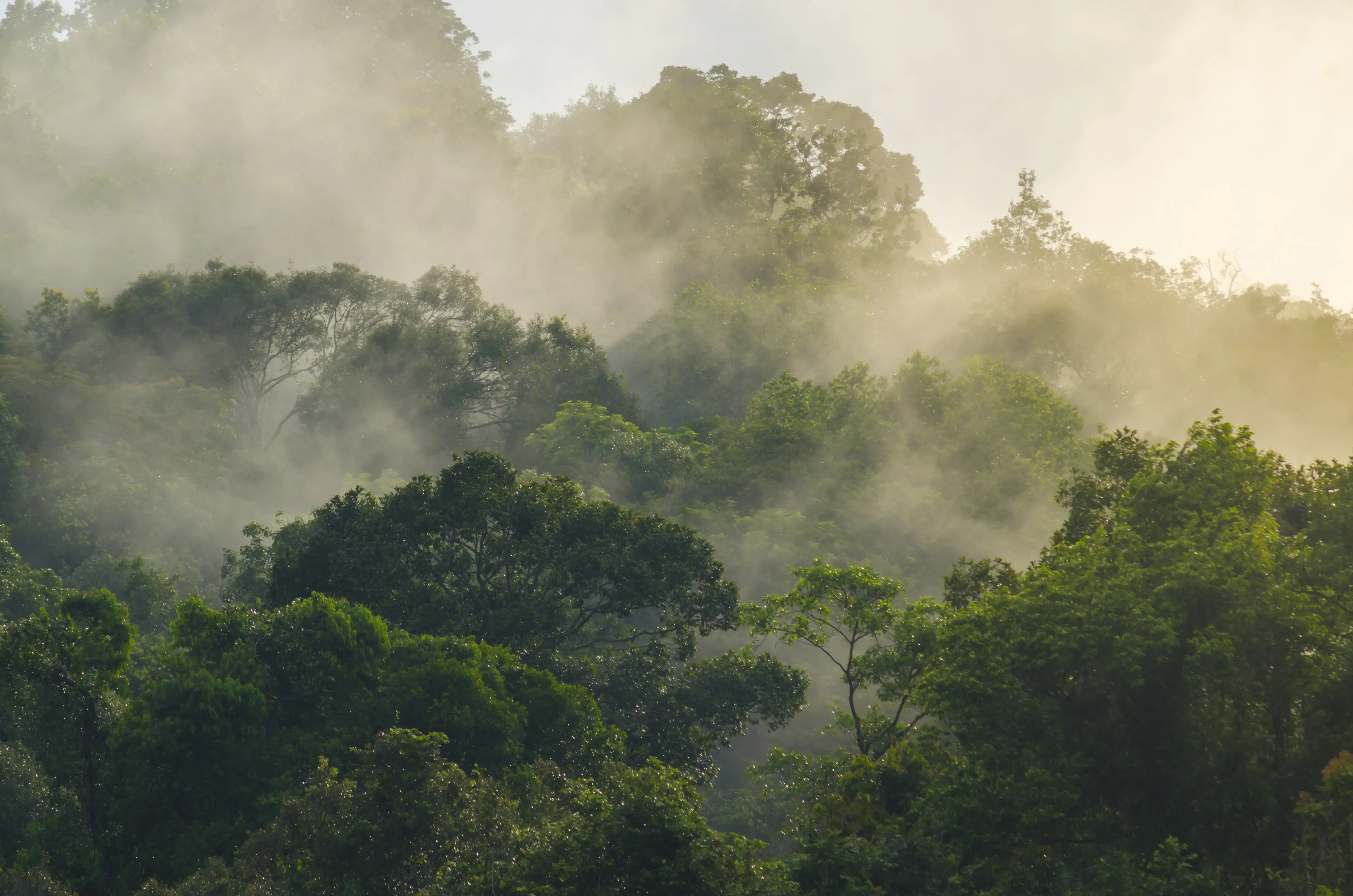 Indonesia, World Bank sign landmark emission reductions agreement  