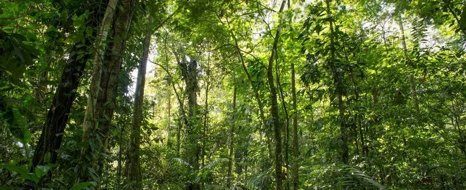 Nesting of REDD+ Initiatives: Manual for Policymakers – Launch event