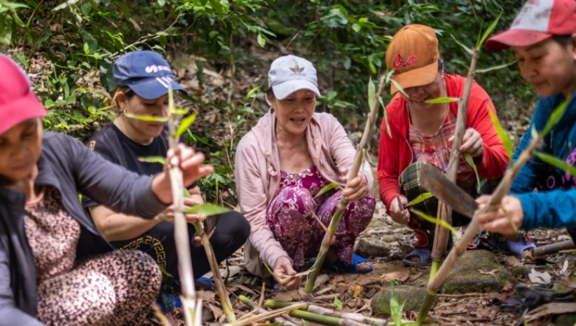 Viet Nam Leads in Forest Protection through Innovative Carbon Program